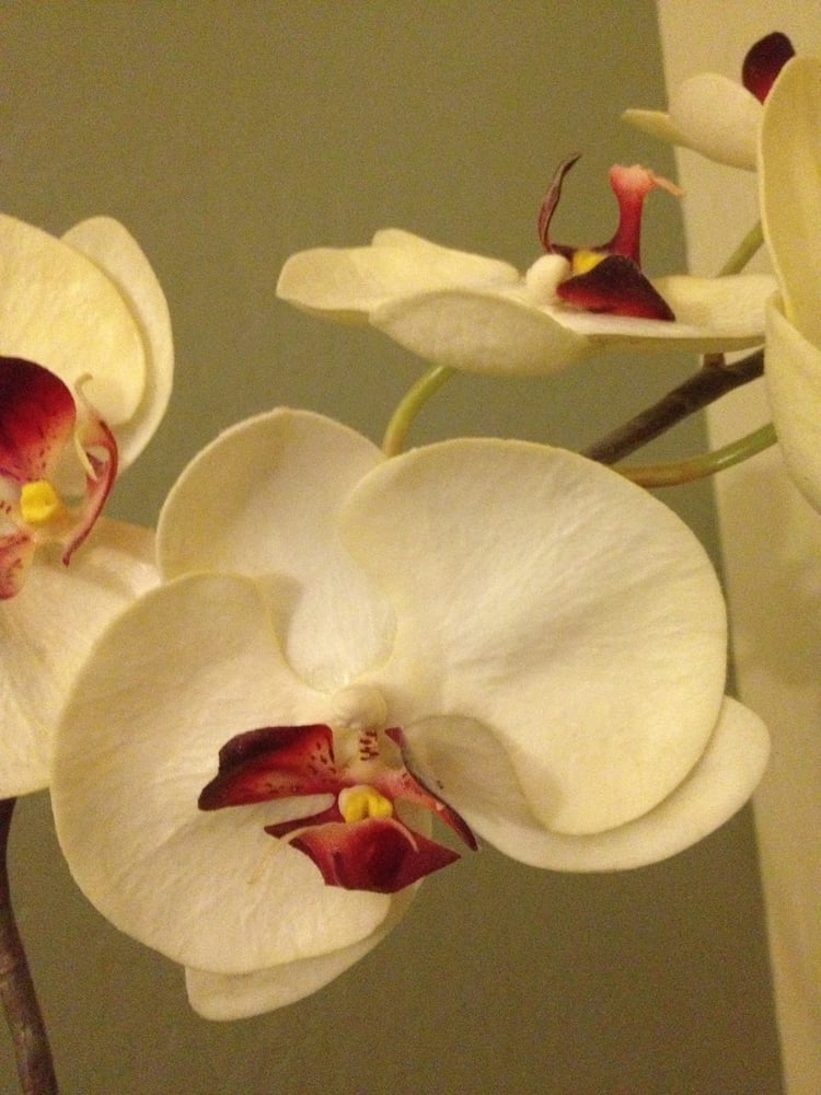 Trang P.'s profile image