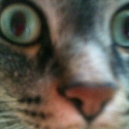 Tickleflea G.'s profile image