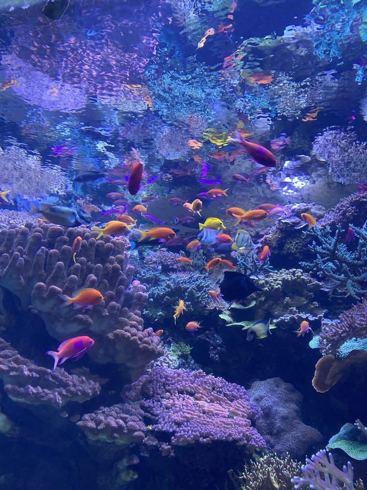 Adele V.'s profile image