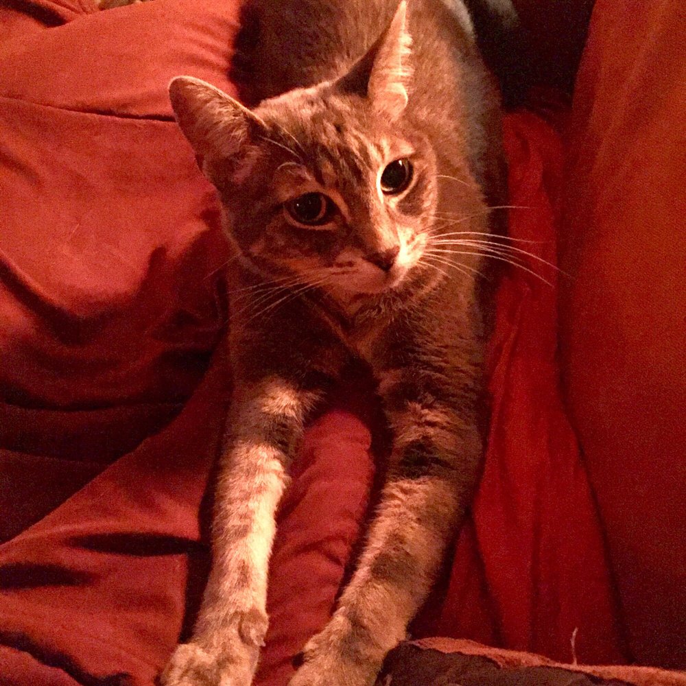 Rose A.'s profile image