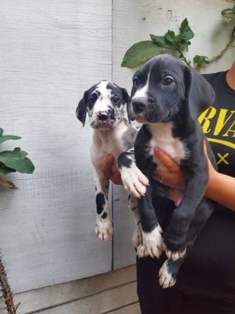 Mando M.'s profile image