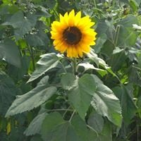 Michelle S.'s profile image