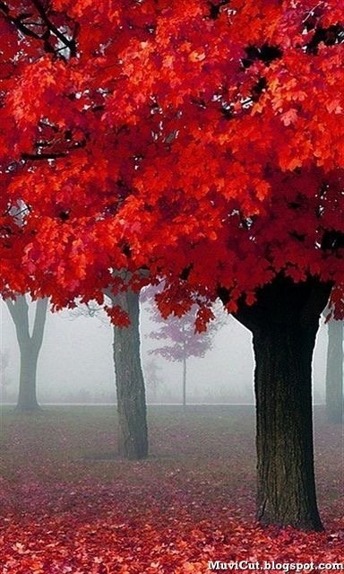 Robin K.'s profile image