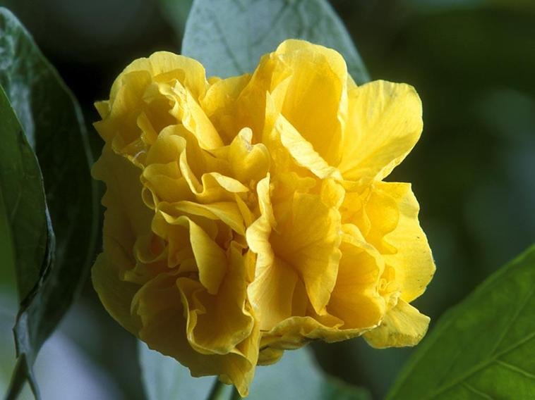 Bernice B.'s profile image