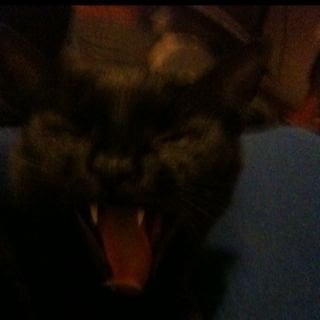 Lauren N.'s profile image