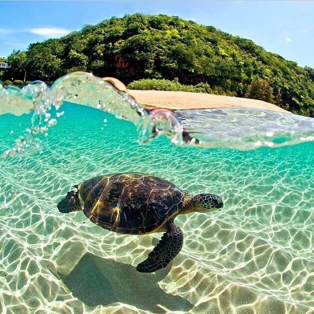 Denise J.'s profile image