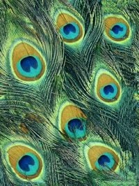 Jane G.'s profile image