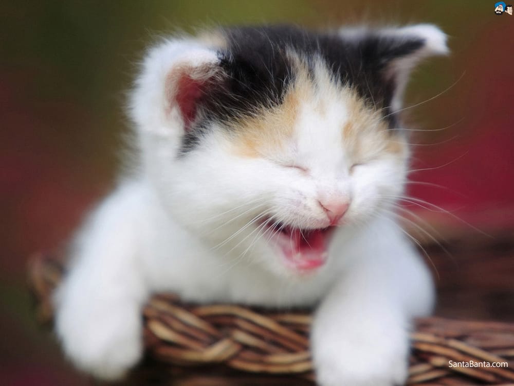 John Brown S.'s profile image