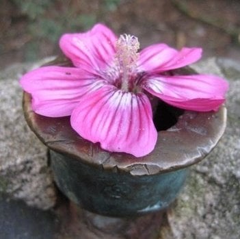 Scarlet F.'s profile image