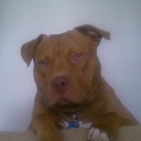 Elia V.'s profile image