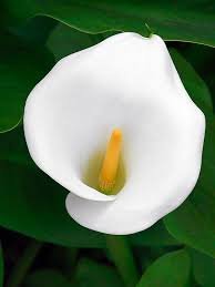 Erica L.'s profile image