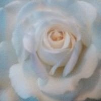 Rebecca P.'s profile image