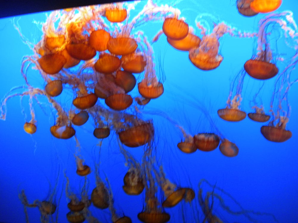 Sara P.'s profile image