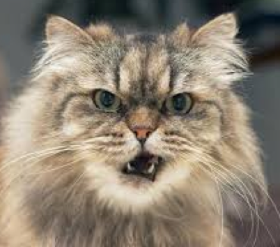 F. A.'s profile image