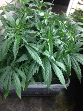 Gordy D.'s profile image