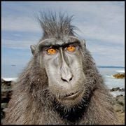 Nestor A.'s profile image