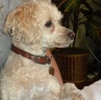 Les V.'s profile image