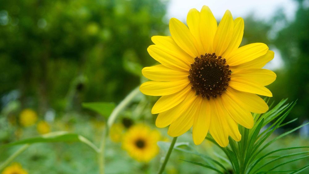 Reiko K.'s profile image