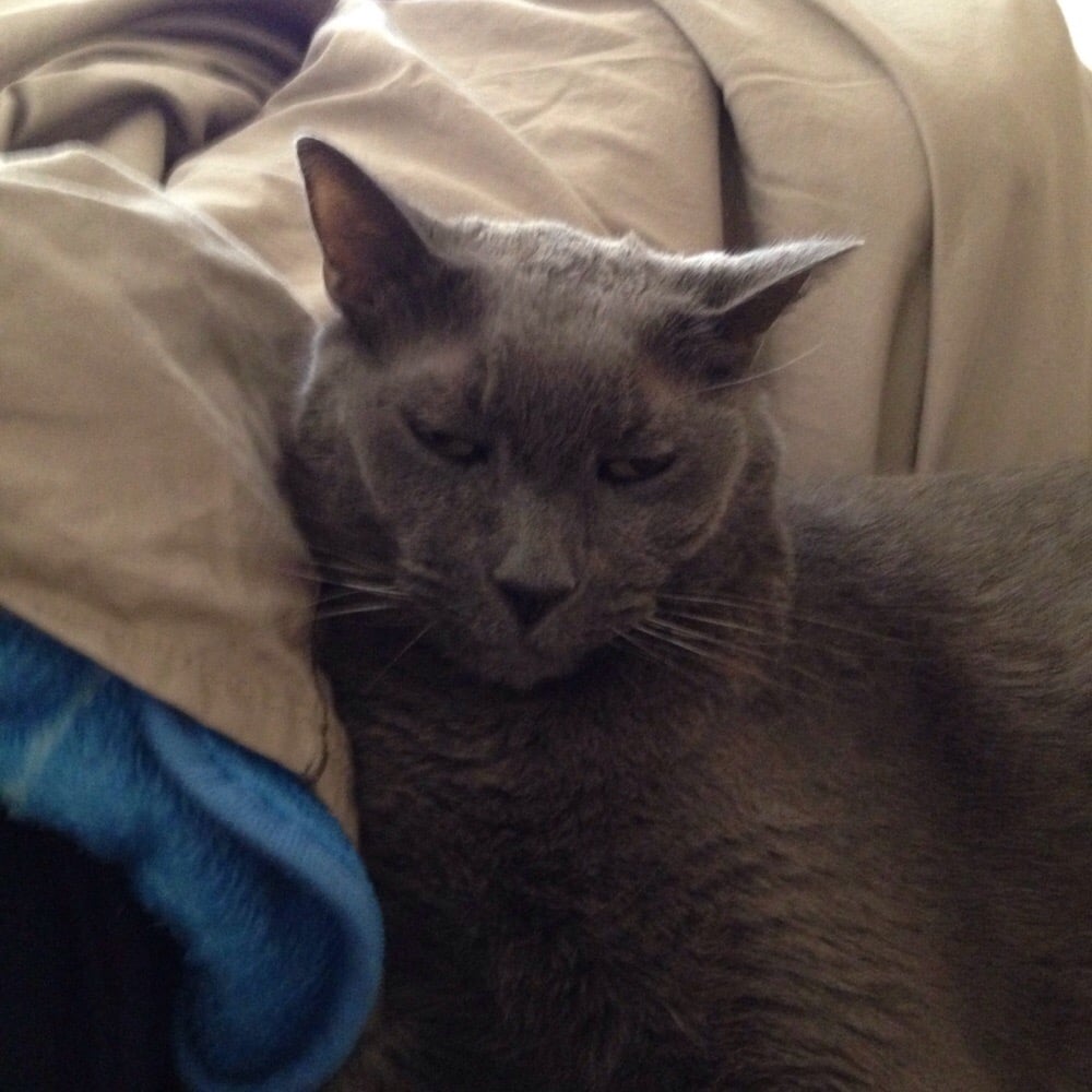 CY H.'s profile image