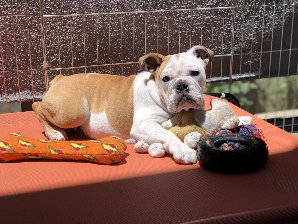 Joyce A.'s profile image