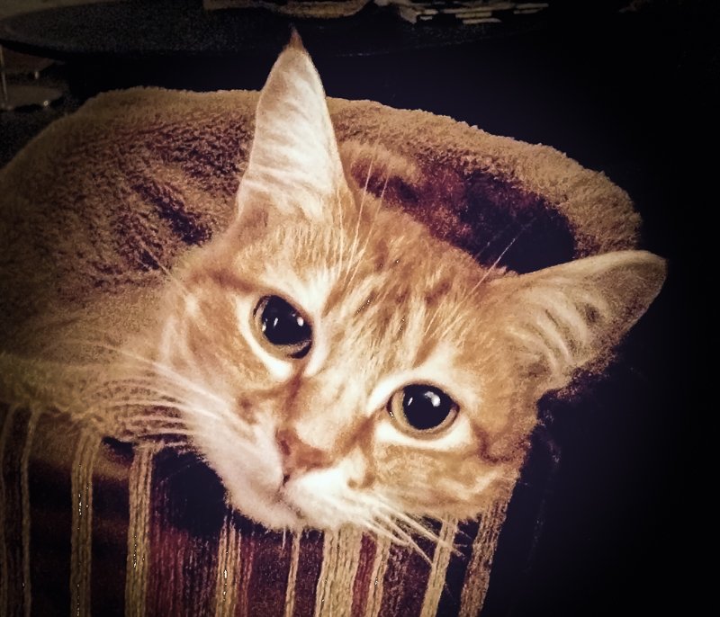 Bob D.'s profile image