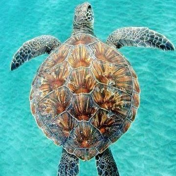 Laule'a M.'s profile image