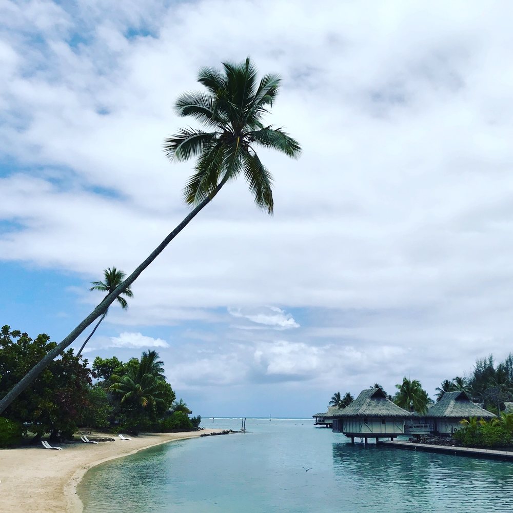 Michelle T.'s profile image