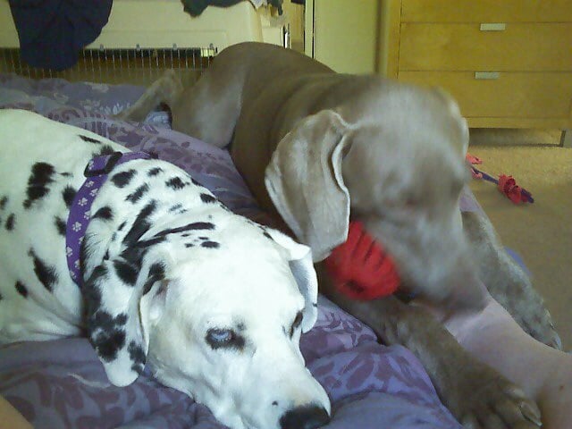 Dawn L.'s profile image