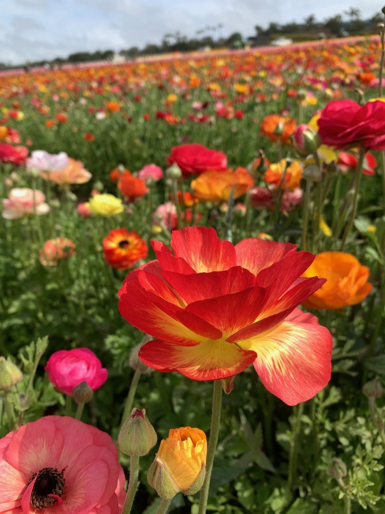 Smart S.'s profile image