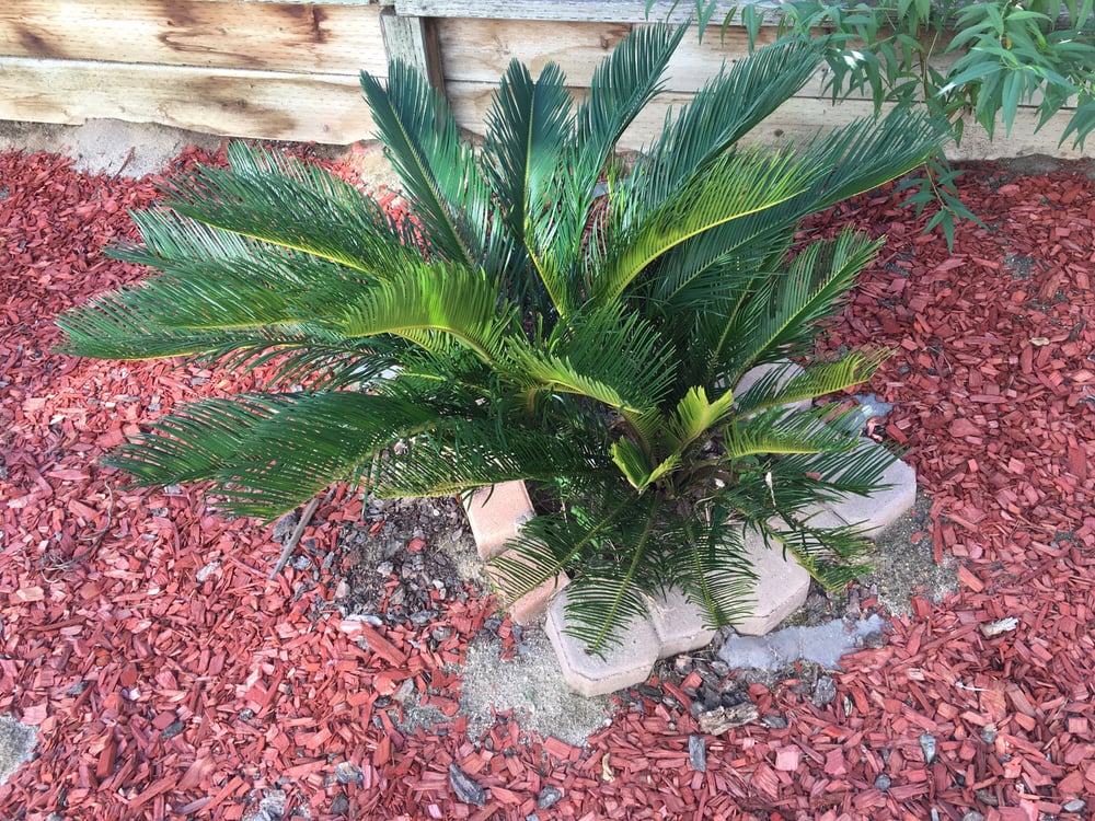 Arvin P.'s profile image