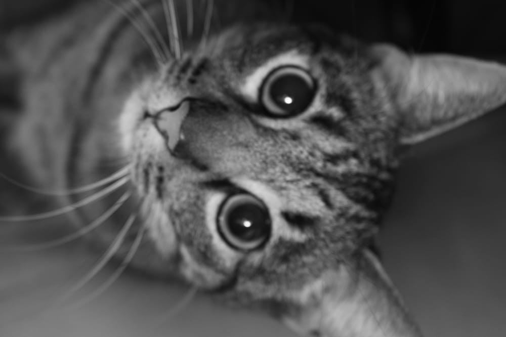 Heidi A.'s profile image