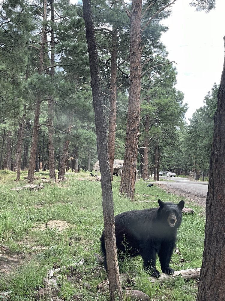 Devyn A.'s profile image