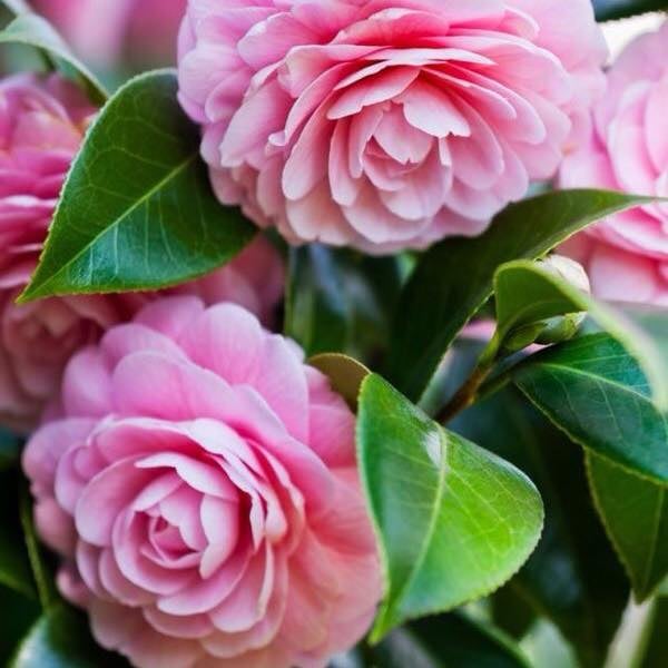 Cheryl C.'s profile image