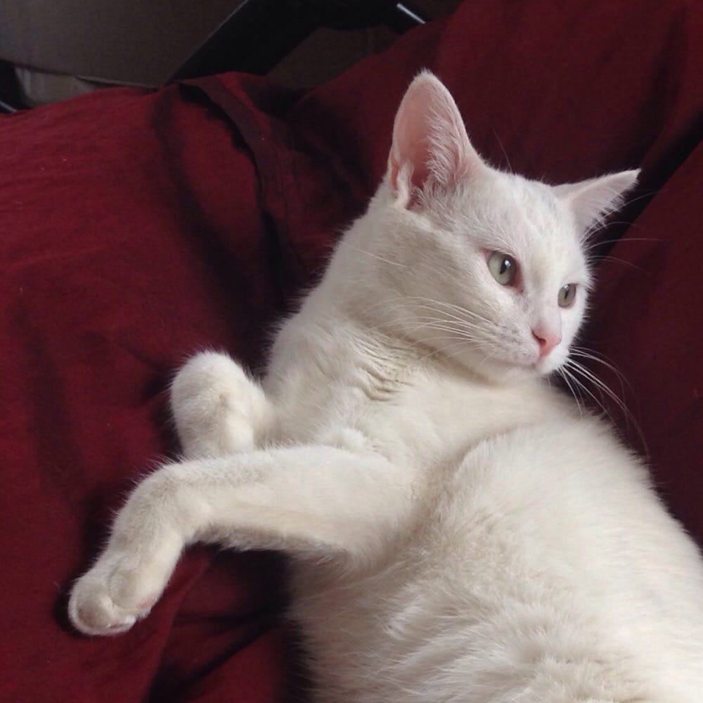 Loxocele R.'s profile image