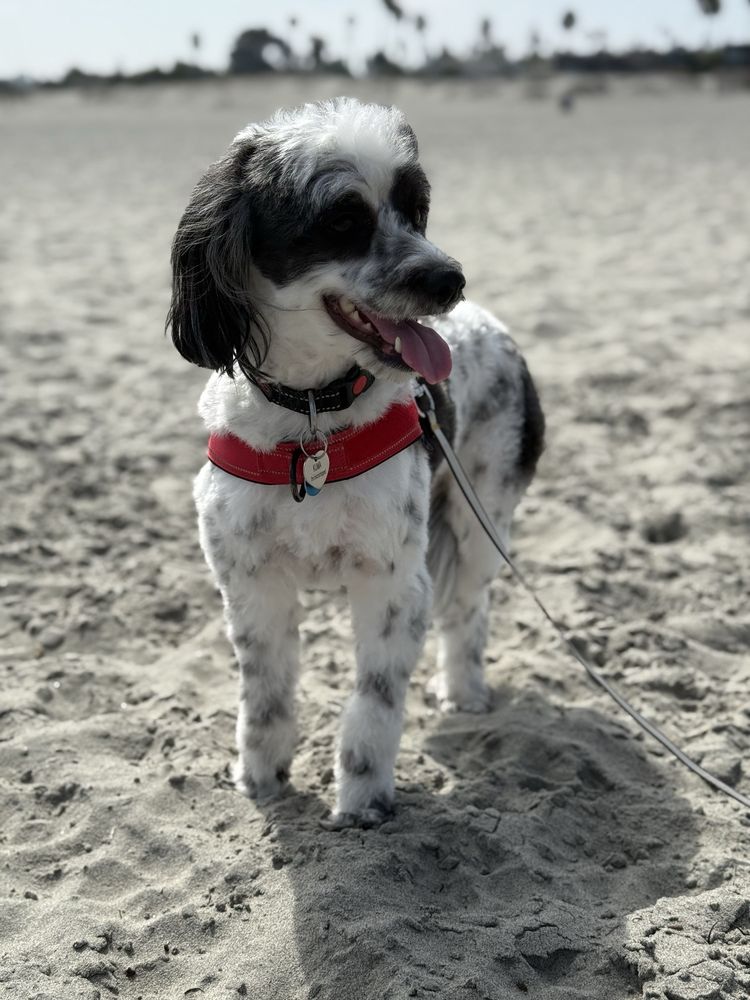 Maya A.'s profile image