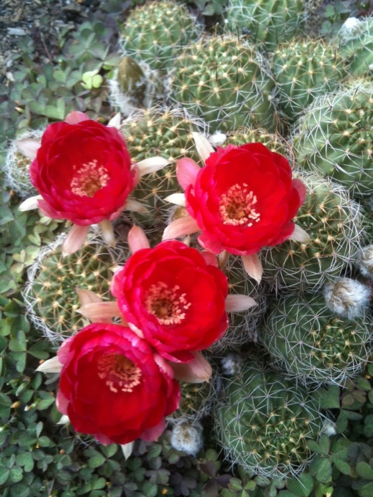 Lupe R.'s profile image