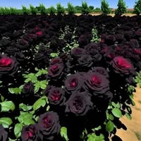 Rene Martinez's profile image