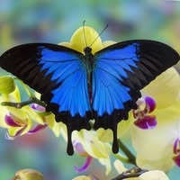 Holly Kinsolving's profile image