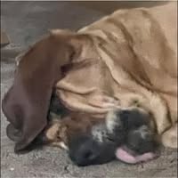 Starr Peters Gates's profile image