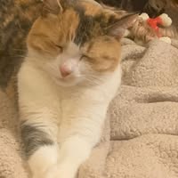 Melissa Kornegay Tidwell's profile image