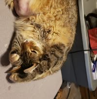 Chris Berg's profile image