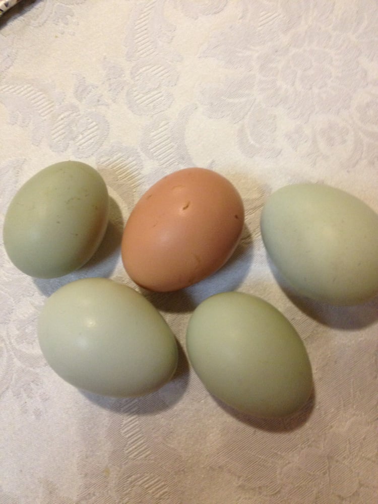 Miss T.'s profile image