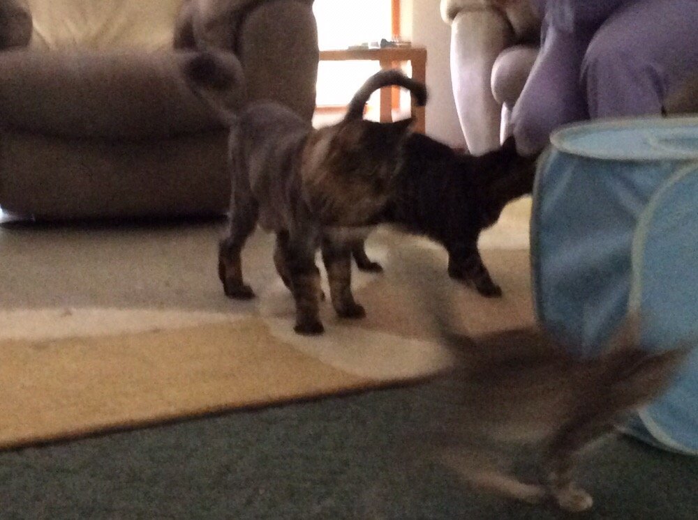 Fuzz N.'s profile image