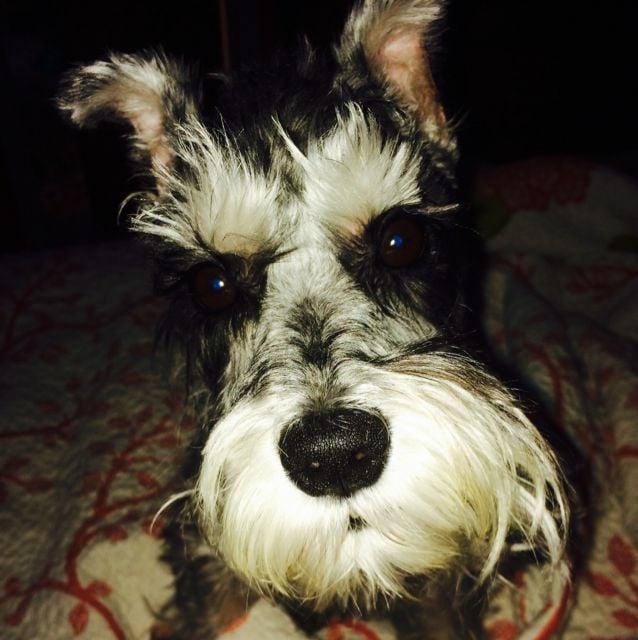 Scher M.'s profile image