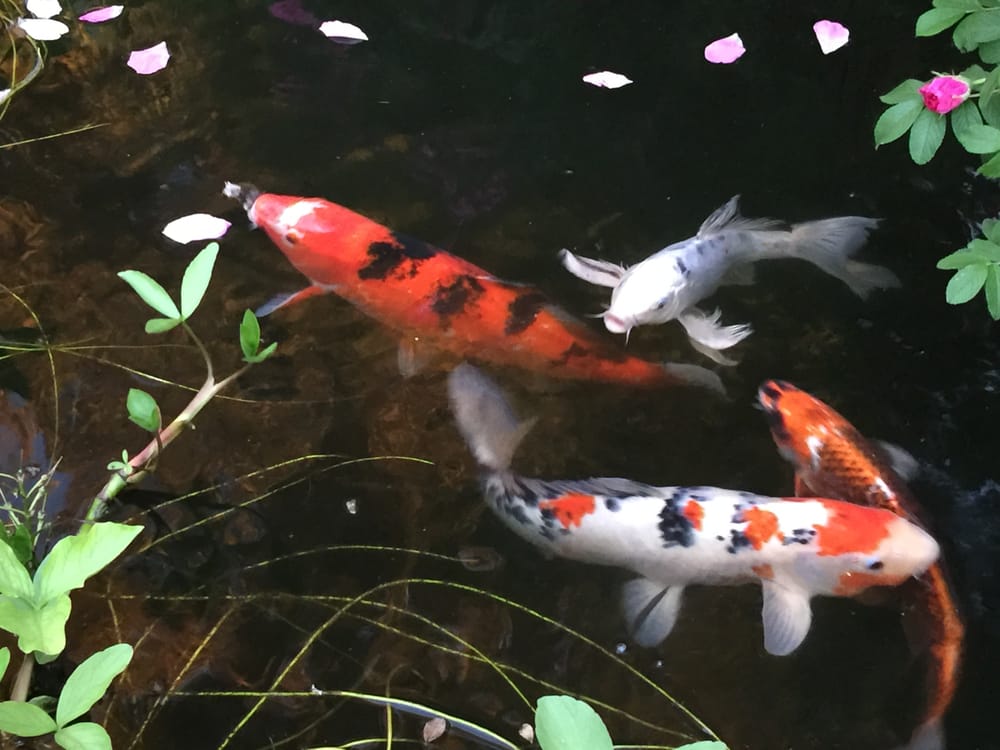 Dana S.'s profile image