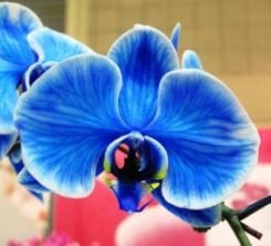 Kelly M.'s profile image