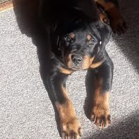 Jerry Trapp's profile image