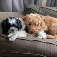 Sherri Myer-Vasbinder's profile image