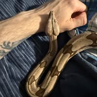 Carl Cantu's profile image