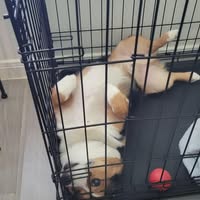 Joe Castellanos's profile image